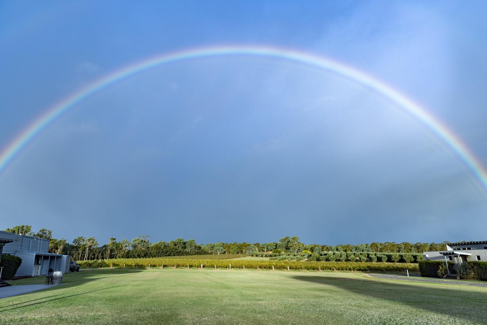 A rainbow arcing over the vines at Adina Vineyard & Olive Grove, Lovedale