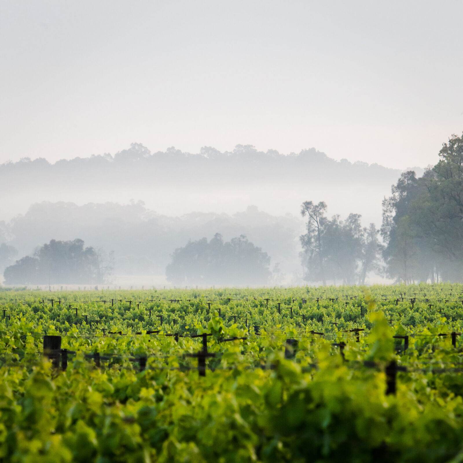 Mist lifting over the vineyard rows at Adina Vineyard & Olive Grove, Lovedale